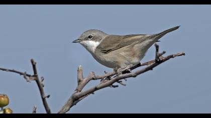Lesser Whitethroat