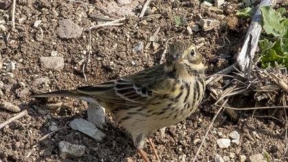 Meadow Pipit