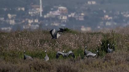 Demoiselle Crane