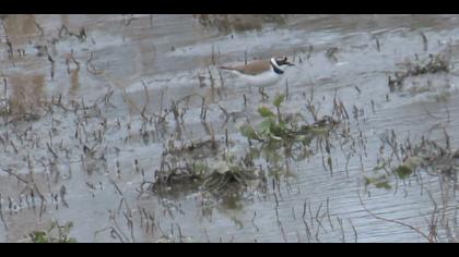 Little Ringed Plover