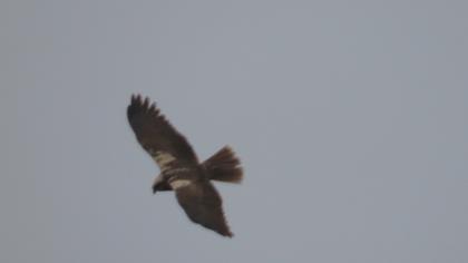 Western Marsh Harrier