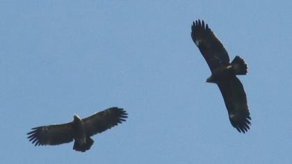 Greater Spotted Eagle