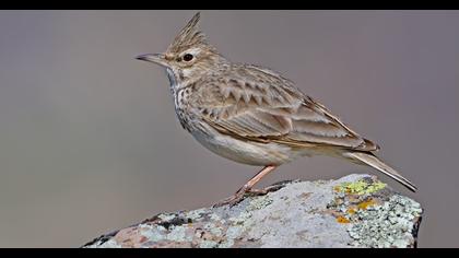 Crested Lark