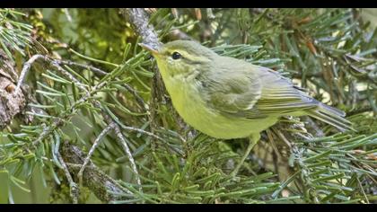 Green Warbler