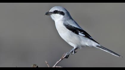Great Grey Shrike