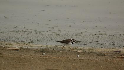 Common Ringed Plover