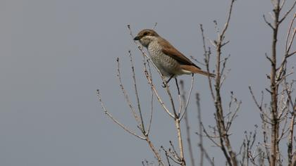 Red-backed Shrike