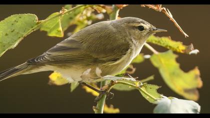 Common Chiffchaff