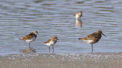 Little Stint