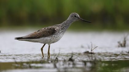 Common Greenshank