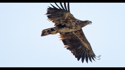 White-tailed Eagle