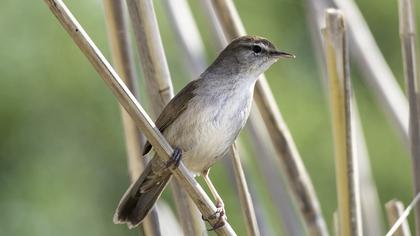 Cetti`s Warbler