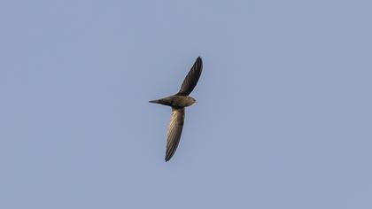 Pallid Swift