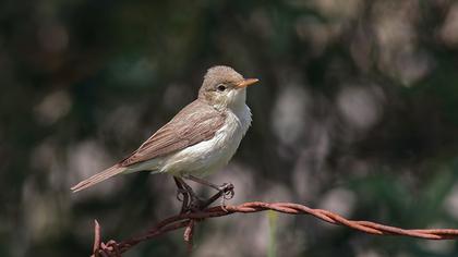 Eastern Olivaceous Warbler