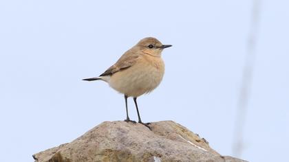 Isabelline Wheatear