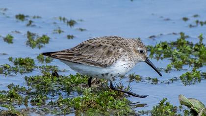 Dunlin
