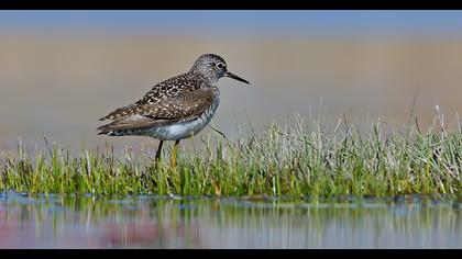 Wood Sandpiper