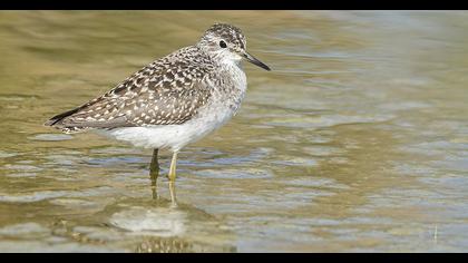 Wood Sandpiper