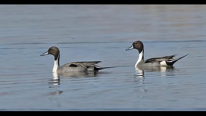 Northern Pintail