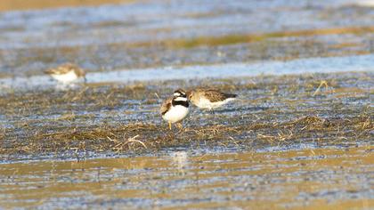 Common Ringed Plover