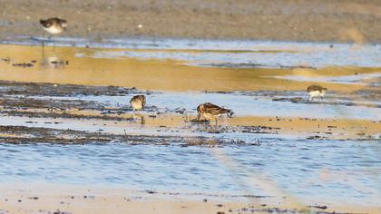 Broad-billed Sandpiper