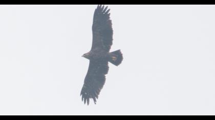 Lesser Spotted Eagle