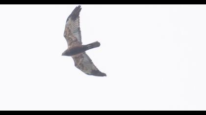 Western Marsh Harrier