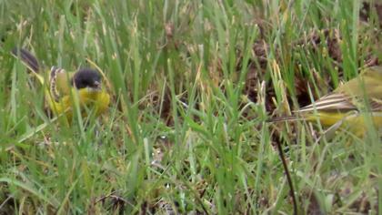 Western Yellow Wagtail