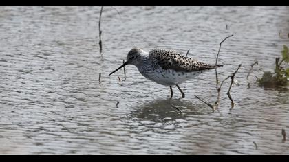 Marsh Sandpiper