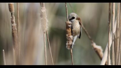Eurasian Penduline Tit