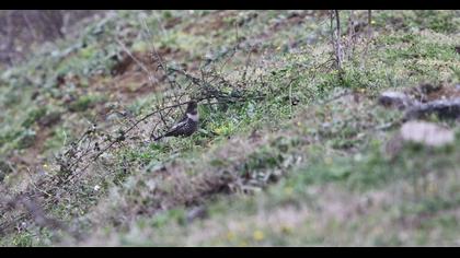 Ring Ouzel