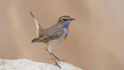 Bluethroat