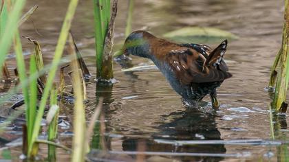 Little Crake