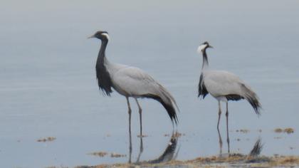 Demoiselle Crane