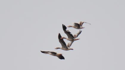 Greylag Goose