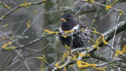 Ring Ouzel