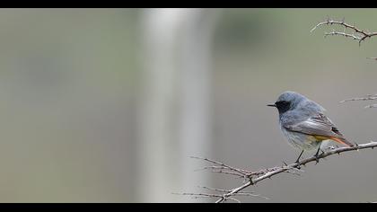 Black Redstart