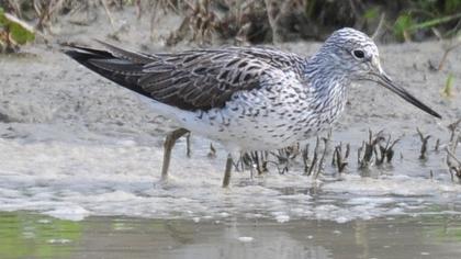 Common Greenshank