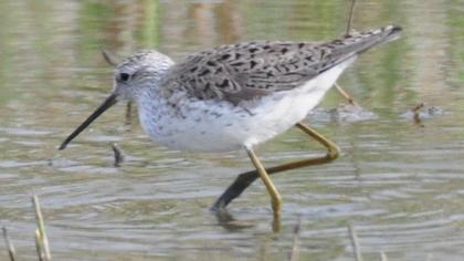 Marsh Sandpiper