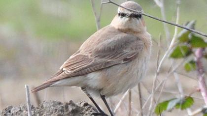 Isabelline Wheatear