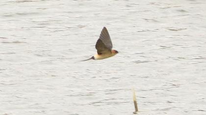 Red-rumped Swallow