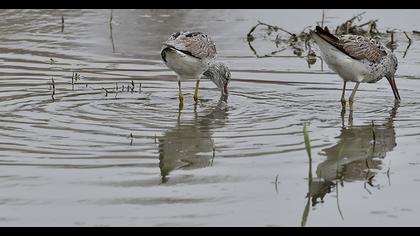 Common Greenshank