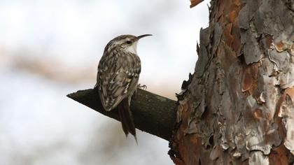 Short-toed Treecreeper