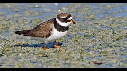 Common Ringed Plover