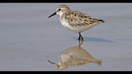 Little Stint