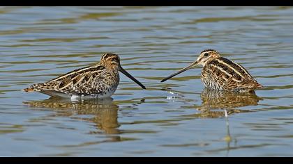 Common Snipe
