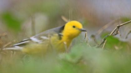 Citrine Wagtail