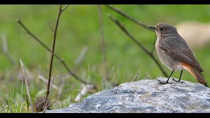 Black Redstart