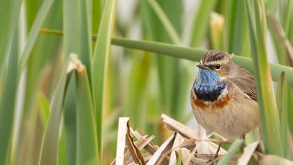 Bluethroat