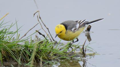 Citrine Wagtail